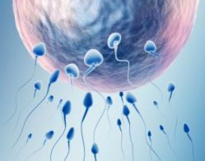 Качество сперматозоидов влияет на беременность