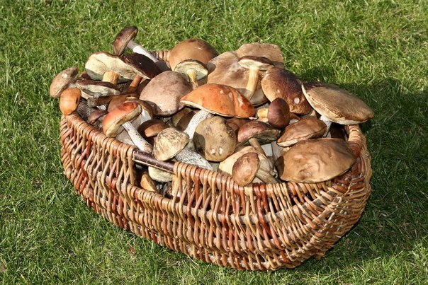 Как правильно собирать грибы? 