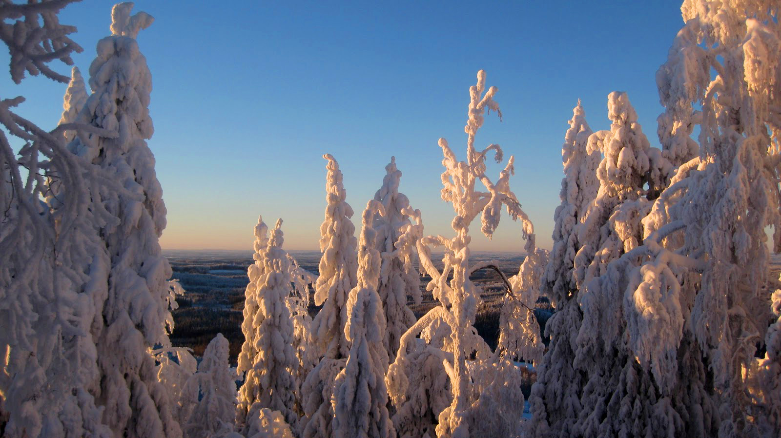Зима в Финляндии - утренний зимний лес