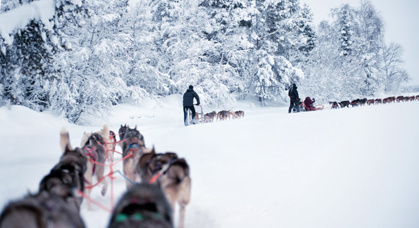 Зима в Финляндии - катание на собачьих упряжках